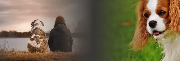 Australia’s Pet Cremation Market