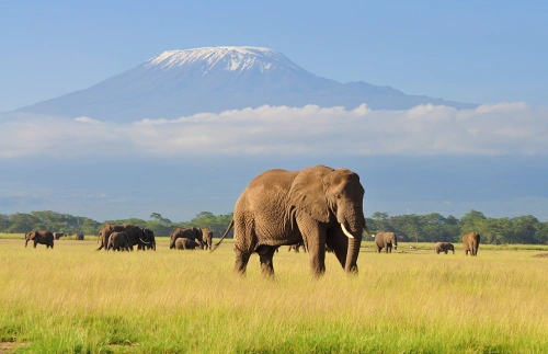 Efficient Biomedical and General Waste Management in Kenya